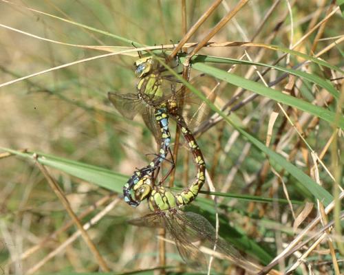 Aeshna cyanea